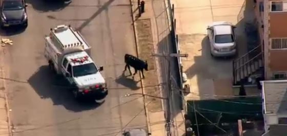 بالفيديو.. مطاردة جنونية للقبض على ثور هائج في نيويورك صورة رقم 2