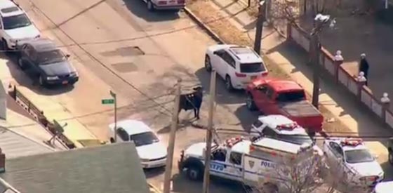 بالفيديو.. مطاردة جنونية للقبض على ثور هائج في نيويورك صورة رقم 3