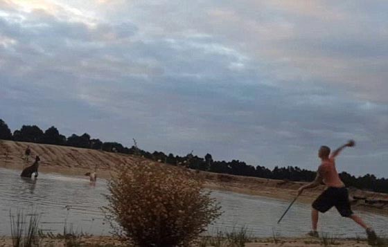 فيديو عنيف: جريمة قتل وحشية ضحيتها كنغر، والقاتل يدخل السجن صورة رقم 4