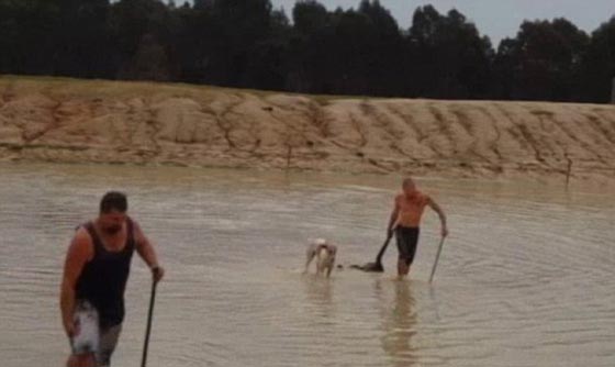 فيديو عنيف: جريمة قتل وحشية ضحيتها كنغر، والقاتل يدخل السجن صورة رقم 2