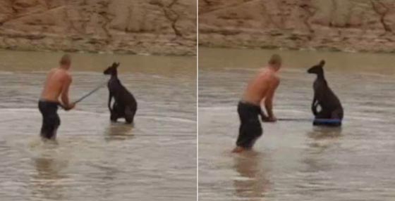 فيديو عنيف: جريمة قتل وحشية ضحيتها كنغر، والقاتل يدخل السجن صورة رقم 3