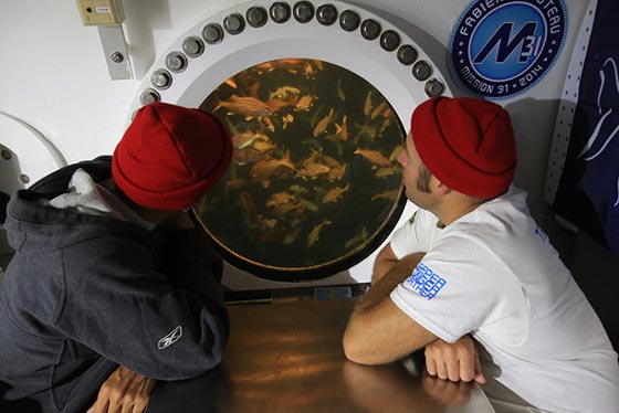 رواد فضاء يعيشون تحت الماء استعدادا لاقتحام العالم الخارجي.. فيديو صورة رقم 8