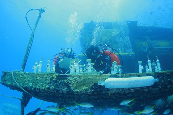 رواد فضاء يعيشون تحت الماء استعدادا لاقتحام العالم الخارجي.. فيديو صورة رقم 9