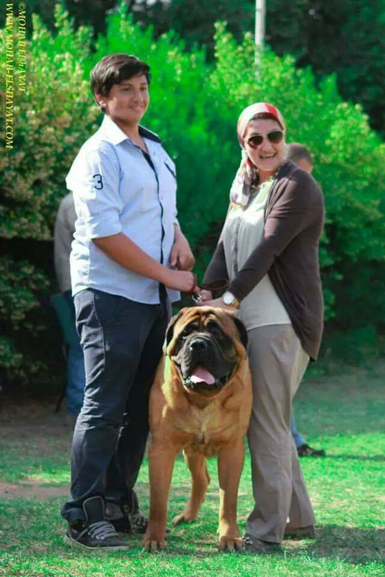  اول فندق لاستضافة الكلاب بمستوى 5 نجوم في القاهرة.. صور صورة رقم 4