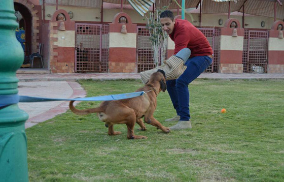  اول فندق لاستضافة الكلاب بمستوى 5 نجوم في القاهرة.. صور صورة رقم 6