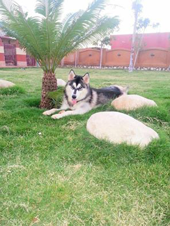  اول فندق لاستضافة الكلاب بمستوى 5 نجوم في القاهرة.. صور صورة رقم 11