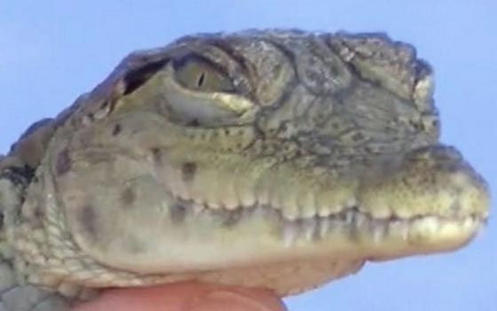 في صعيد مصر التماسيح تتتربى وتعيش في المنازل.. فيديو صورة رقم 1