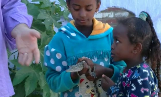 في صعيد مصر التماسيح تتتربى وتعيش في المنازل.. فيديو صورة رقم 3