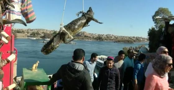 في صعيد مصر التماسيح تتتربى وتعيش في المنازل.. فيديو صورة رقم 4