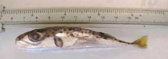 تحذير.. اسماك تحمل سموما خطيرة دخلت المياه الاقليمية المصرية صورة رقم 1