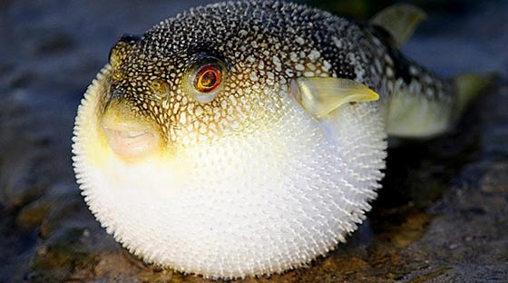 تحذير.. اسماك تحمل سموما خطيرة دخلت المياه الاقليمية المصرية صورة رقم 3