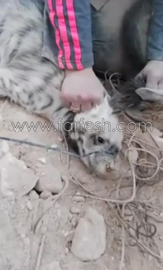 التحقيق مع صحفية اردنية ظهرت في فيديو وهي تصطاد الضباع صورة رقم 12