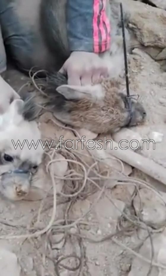 التحقيق مع صحفية اردنية ظهرت في فيديو وهي تصطاد الضباع صورة رقم 13