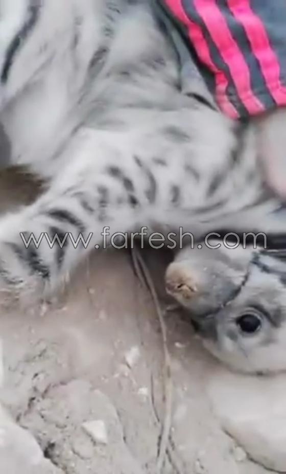 التحقيق مع صحفية اردنية ظهرت في فيديو وهي تصطاد الضباع صورة رقم 14