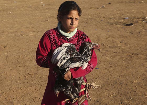 نزاع عشائري بسبب دجاجة ينتهي بمقتل عراقي  صورة رقم 1