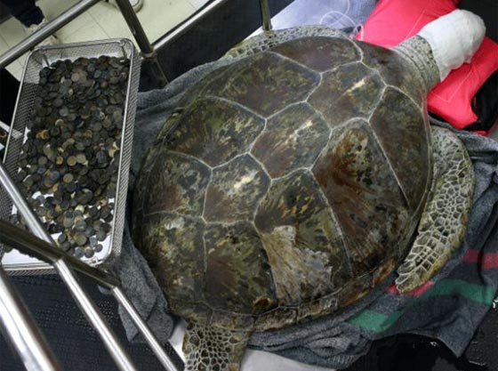 سلحفاة ام حصالة؟! عملية جراحية لسلحفاة ابتلعت 900 قطعة نقدية صورة رقم 1