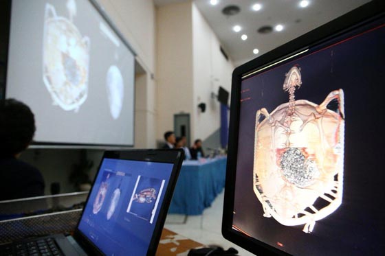 سلحفاة ام حصالة؟! عملية جراحية لسلحفاة ابتلعت 900 قطعة نقدية صورة رقم 5