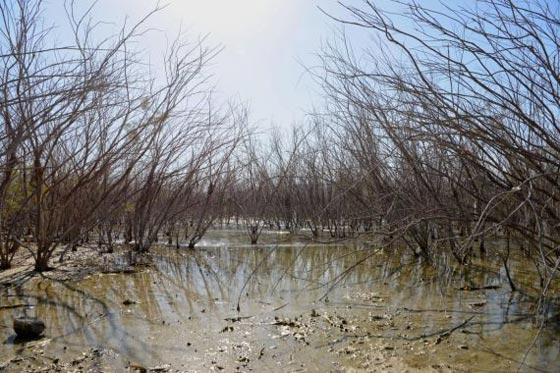 صور خطيرة: المياه في بحيرة طبرية وصلت إلى أدنى مستوى منذ قرن صورة رقم 2