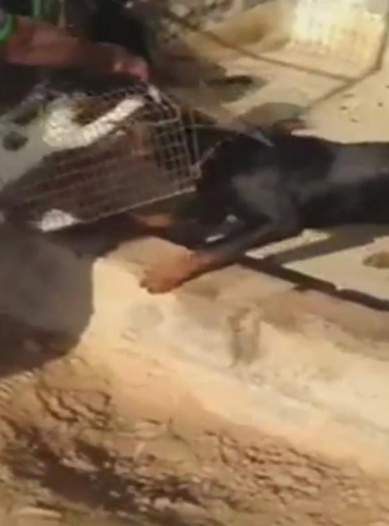 فيديو صادم.. رجل ينتقم من قطة برميها للكلاب لتنهش جسدها صورة رقم 2