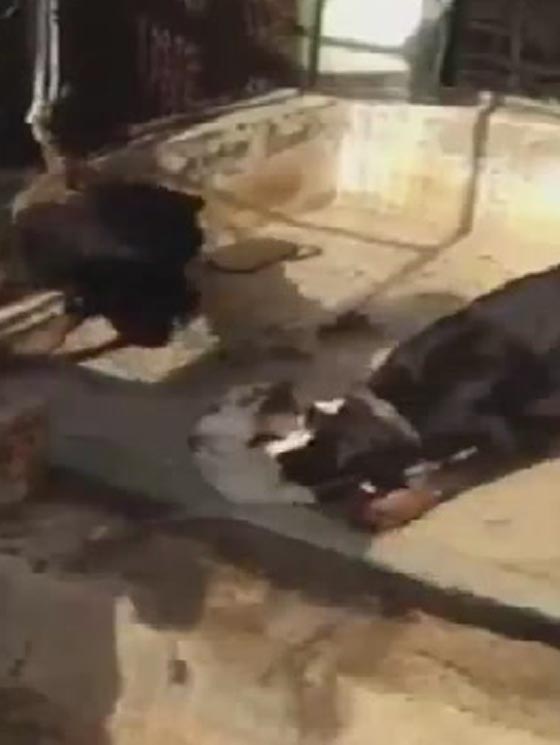 فيديو صادم.. رجل ينتقم من قطة برميها للكلاب لتنهش جسدها صورة رقم 3