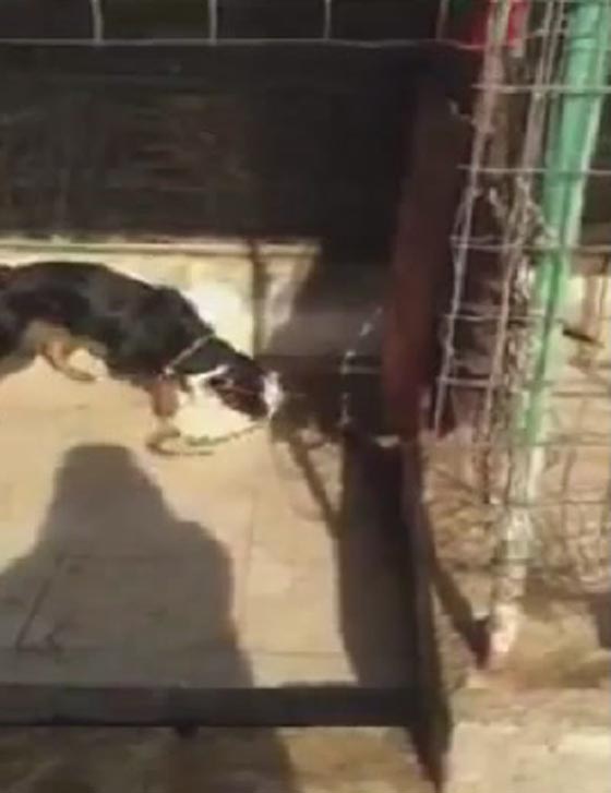 فيديو صادم.. رجل ينتقم من قطة برميها للكلاب لتنهش جسدها صورة رقم 1