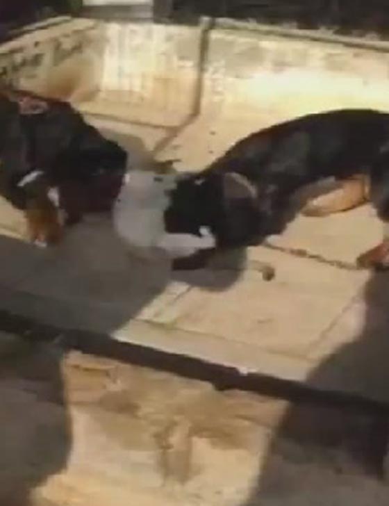 فيديو صادم.. رجل ينتقم من قطة برميها للكلاب لتنهش جسدها صورة رقم 4