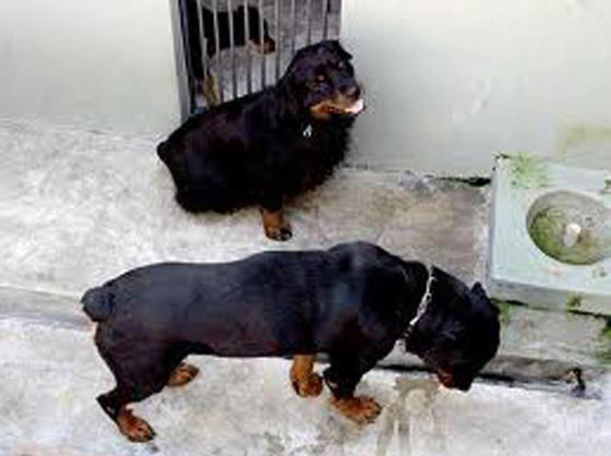 محكمة برازيلية تأمر باعتقال حارس مرمى قتل صديقته ورماها للكلاب صورة رقم 13