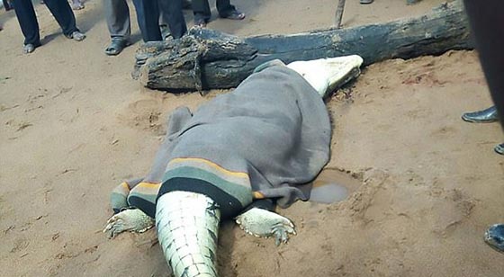 فيديو مؤلم: العثور على بقايا طفل 8 سنوات في بطن تمساح صورة رقم 4