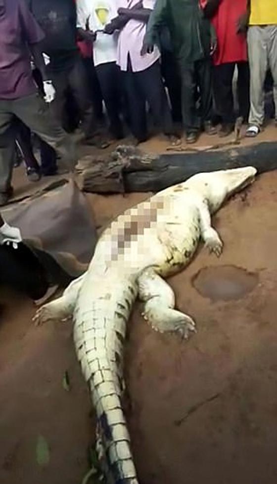 فيديو مؤلم: العثور على بقايا طفل 8 سنوات في بطن تمساح صورة رقم 2