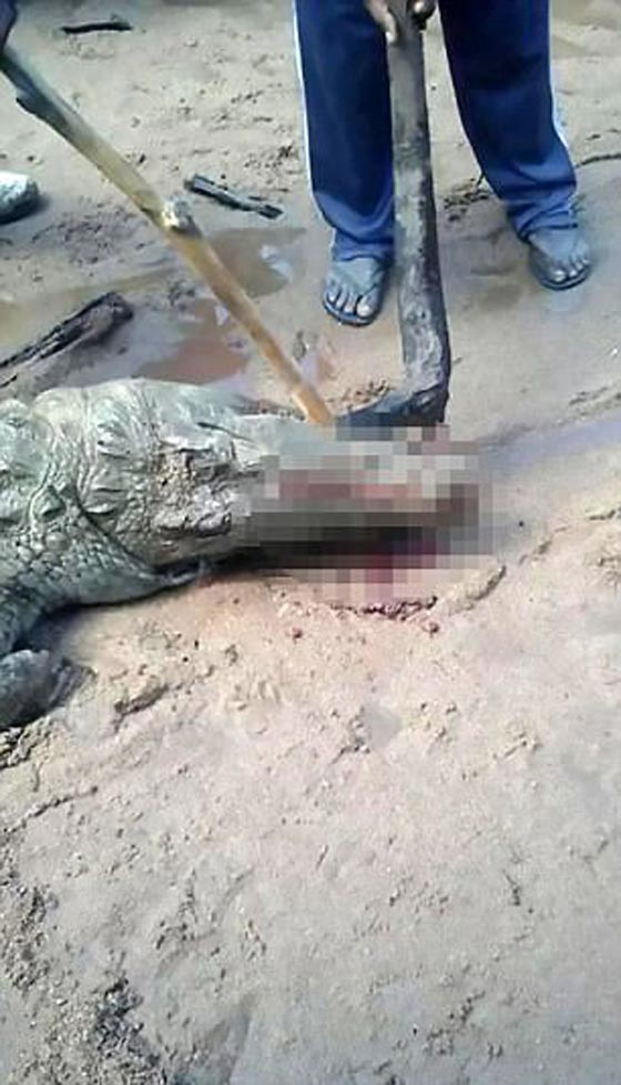 فيديو مؤلم: العثور على بقايا طفل 8 سنوات في بطن تمساح صورة رقم 3