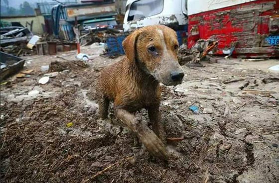 الإكوادور وبيرو.. الأمطار الغزيرة تلحق الدمار وتقتل العشرات  صورة رقم 3