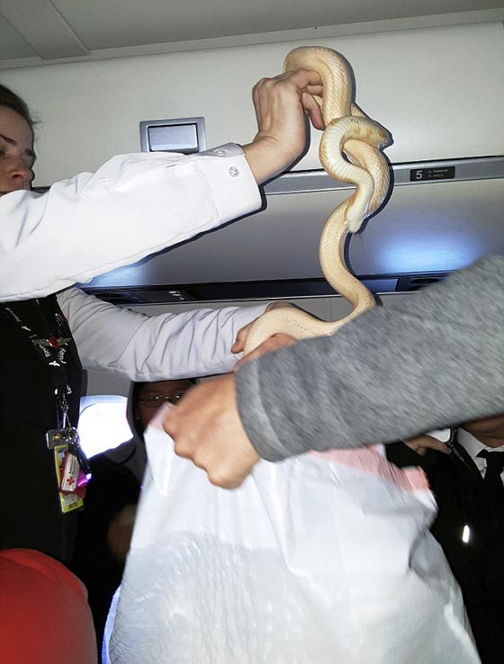  ماذا تفعل إذا عثرت أسفل مقعدك بالطائرة على ثعبان ضخم؟ صورة رقم 6