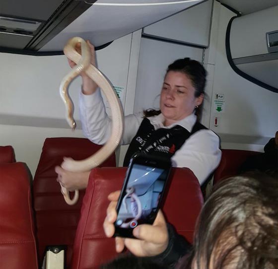  ماذا تفعل إذا عثرت أسفل مقعدك بالطائرة على ثعبان ضخم؟ صورة رقم 1