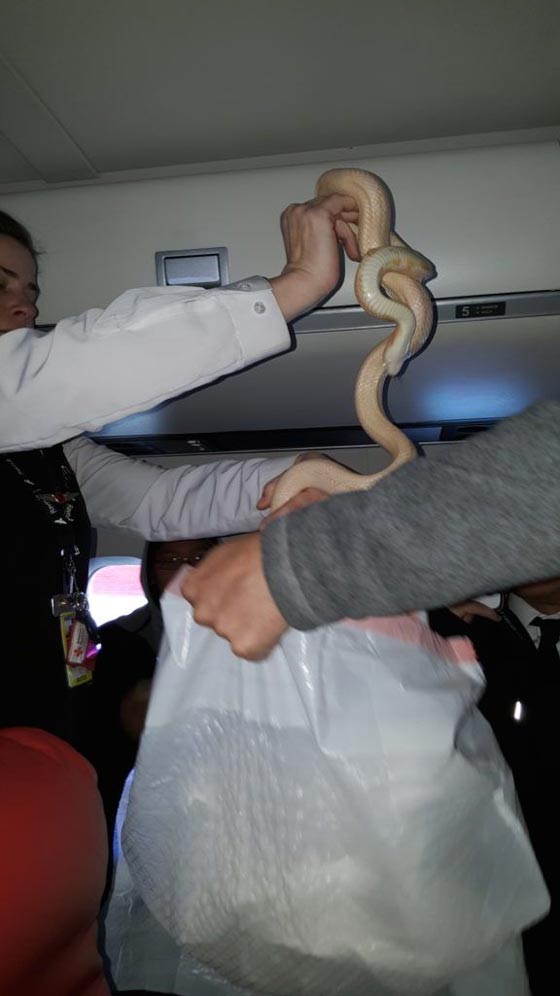  ماذا تفعل إذا عثرت أسفل مقعدك بالطائرة على ثعبان ضخم؟ صورة رقم 2