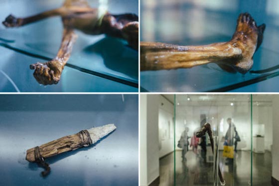 تفكيك لغز جريمة قتل رجل الثلج بعد 3300 سنة من الغموض! صورة رقم 2