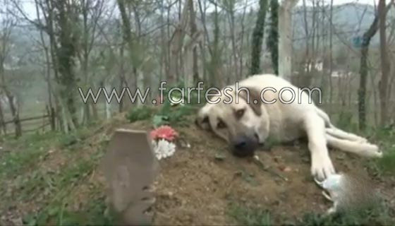 كلب يزور صاحبه المتوفى يوميا ويضع راسه على القبر لـ5 دقائق ويغادر صورة رقم 2