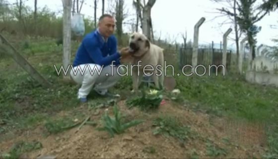 كلب يزور صاحبه المتوفى يوميا ويضع راسه على القبر لـ5 دقائق ويغادر صورة رقم 3