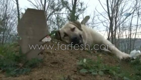 كلب يزور صاحبه المتوفى يوميا ويضع راسه على القبر لـ5 دقائق ويغادر صورة رقم 4