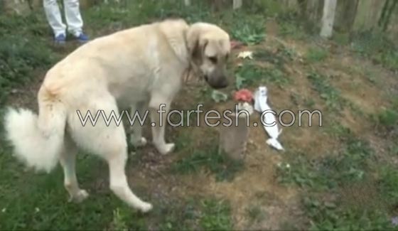 كلب يزور صاحبه المتوفى يوميا ويضع راسه على القبر لـ5 دقائق ويغادر صورة رقم 5