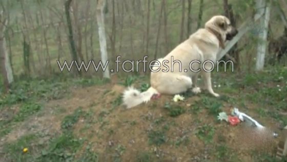 كلب يزور صاحبه المتوفى يوميا ويضع راسه على القبر لـ5 دقائق ويغادر صورة رقم 6