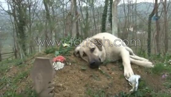 كلب يزور صاحبه المتوفى يوميا ويضع راسه على القبر لـ5 دقائق ويغادر صورة رقم 7