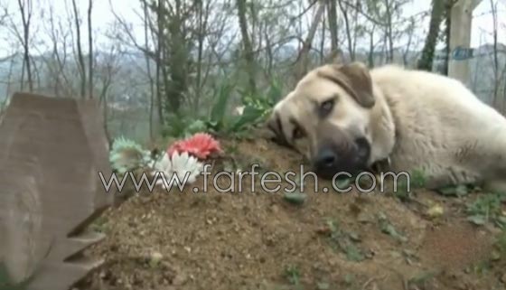 كلب يزور صاحبه المتوفى يوميا ويضع راسه على القبر لـ5 دقائق ويغادر صورة رقم 8