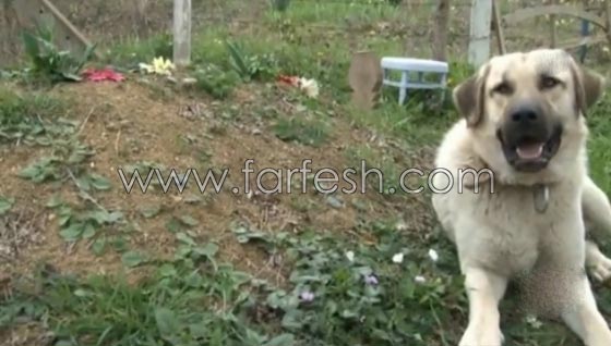 كلب يزور صاحبه المتوفى يوميا ويضع راسه على القبر لـ5 دقائق ويغادر صورة رقم 9