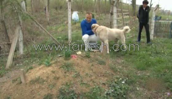 كلب يزور صاحبه المتوفى يوميا ويضع راسه على القبر لـ5 دقائق ويغادر صورة رقم 10