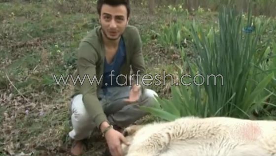 كلب يزور صاحبه المتوفى يوميا ويضع راسه على القبر لـ5 دقائق ويغادر صورة رقم 11