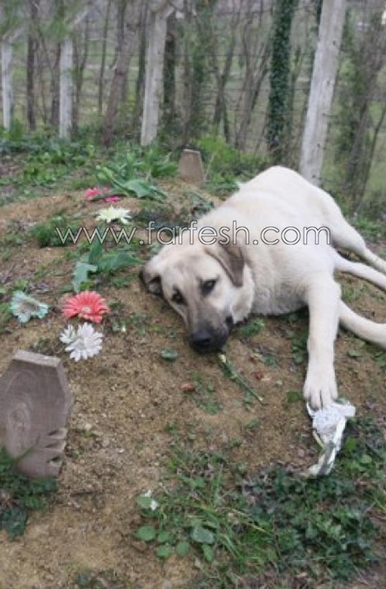 كلب يزور صاحبه المتوفى يوميا ويضع راسه على القبر لـ5 دقائق ويغادر صورة رقم 1