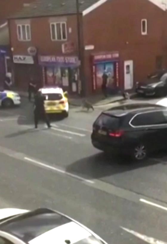  كلاب هائجة تهاجم الناس في الشارع والشرطة البريطانية تقتلها.. فيديو صورة رقم 1