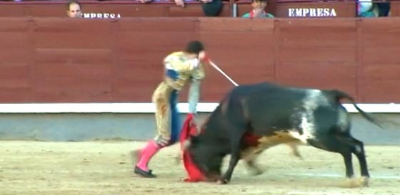  انتقام الجريح.. ثور يلقن مصارعا درسا كاد ينهي حياته! فيديو صورة رقم 2