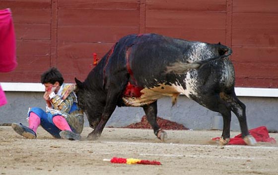 ثور ينتقم من قاتله ويغرس قرنه في عنق مصارع ثيران.. فيديو صورة رقم 3