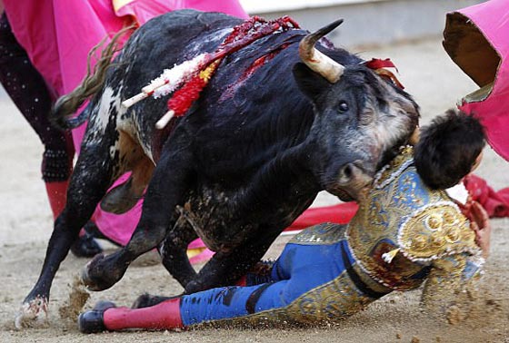 ثور ينتقم من قاتله ويغرس قرنه في عنق مصارع ثيران.. فيديو صورة رقم 5